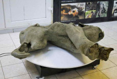 NUEVO El Descubrimiento de una Cría de Mamut de 50,000 Años en Siberia: Un Hallazgo Extraordinario